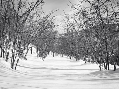 A tranquil snow-covered path lined with bare trees under a winter sky, creating a peaceful winter scene.