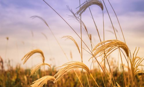 Free Serene view of golden wheat field during sunset, capturing nature's tranquility. Stock Photo