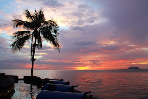 Silhouette Photography of Coconut Palm Tree