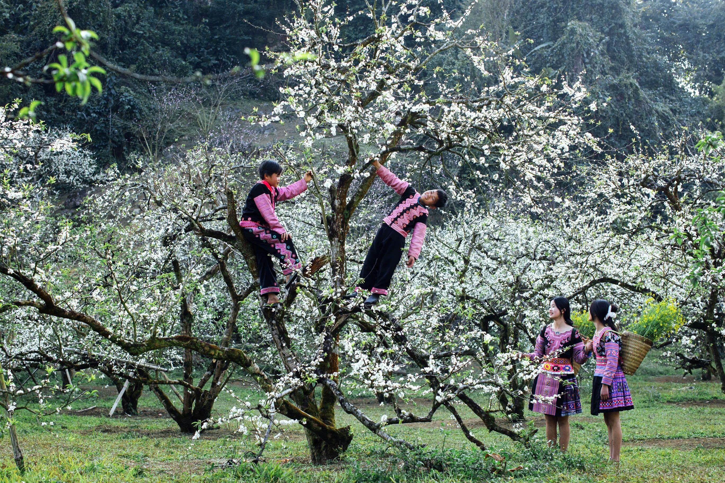 Children in traditional attire enjoying blossoming plum trees in a scenic orchard.
