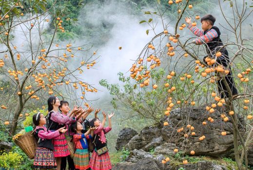 Family enjoying a fruitful harvest of persimmons outdoors in a scenic rural setting.