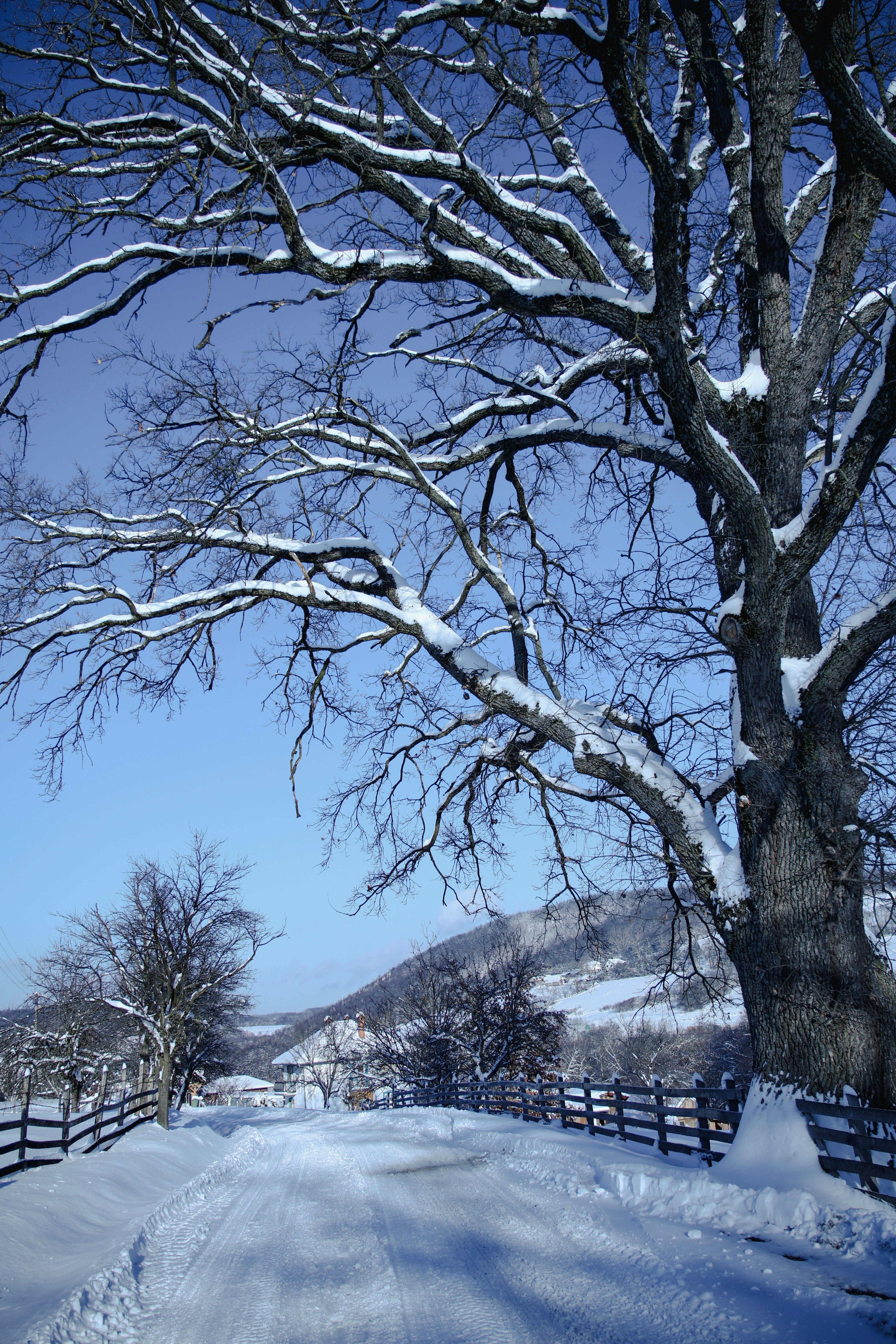 Snow-Covered Road with Bare Winter Trees · Free Stock Photo