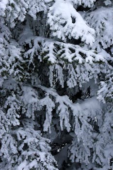 Close-up of snow-laden pine branches in Kartepe, Türkiye, capturing a serene winter landscape.