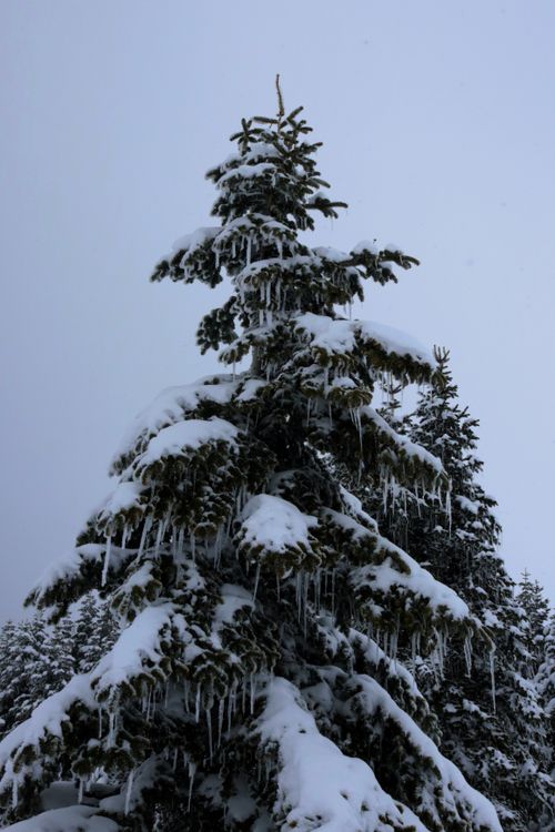 Free A majestic snow-covered evergreen tree with icicles in Kartepe, Türkiye. Stock Photo