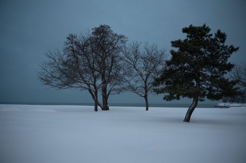 Free Serene winter morning view of snowy trees at Cove Island Park, Stamford. Stock Photo