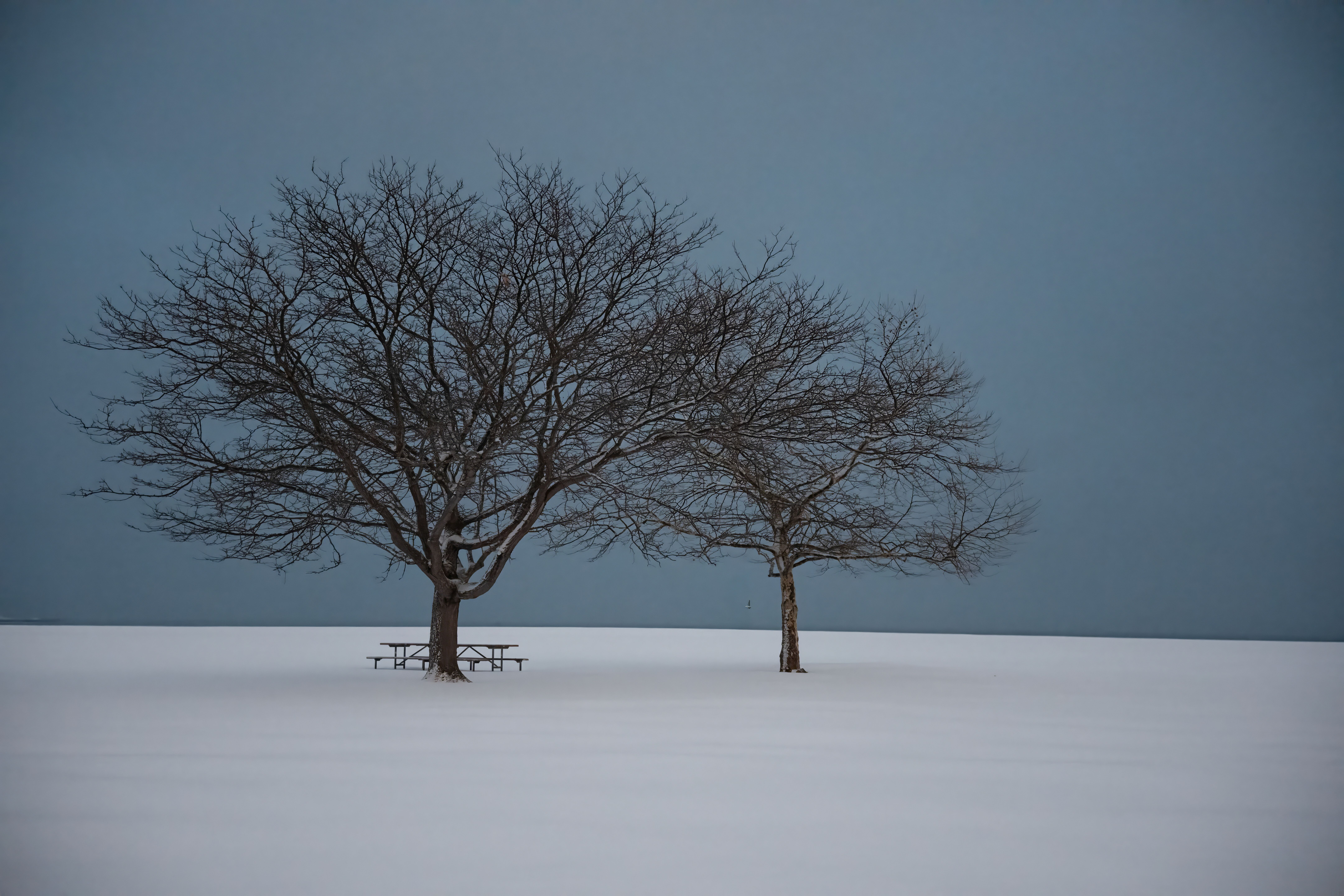 Serene Winter Landscape with Snow and Trees · Free Stock Photo