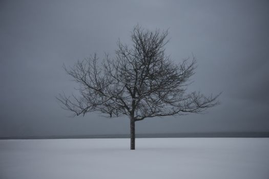 A solitary tree stands in a barren winter landscape, evoking a serene and minimalist aesthetic.