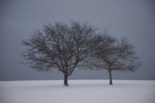 Free Two bare trees stand isolated in a snowy field against a gray winter sky. Stock Photo
