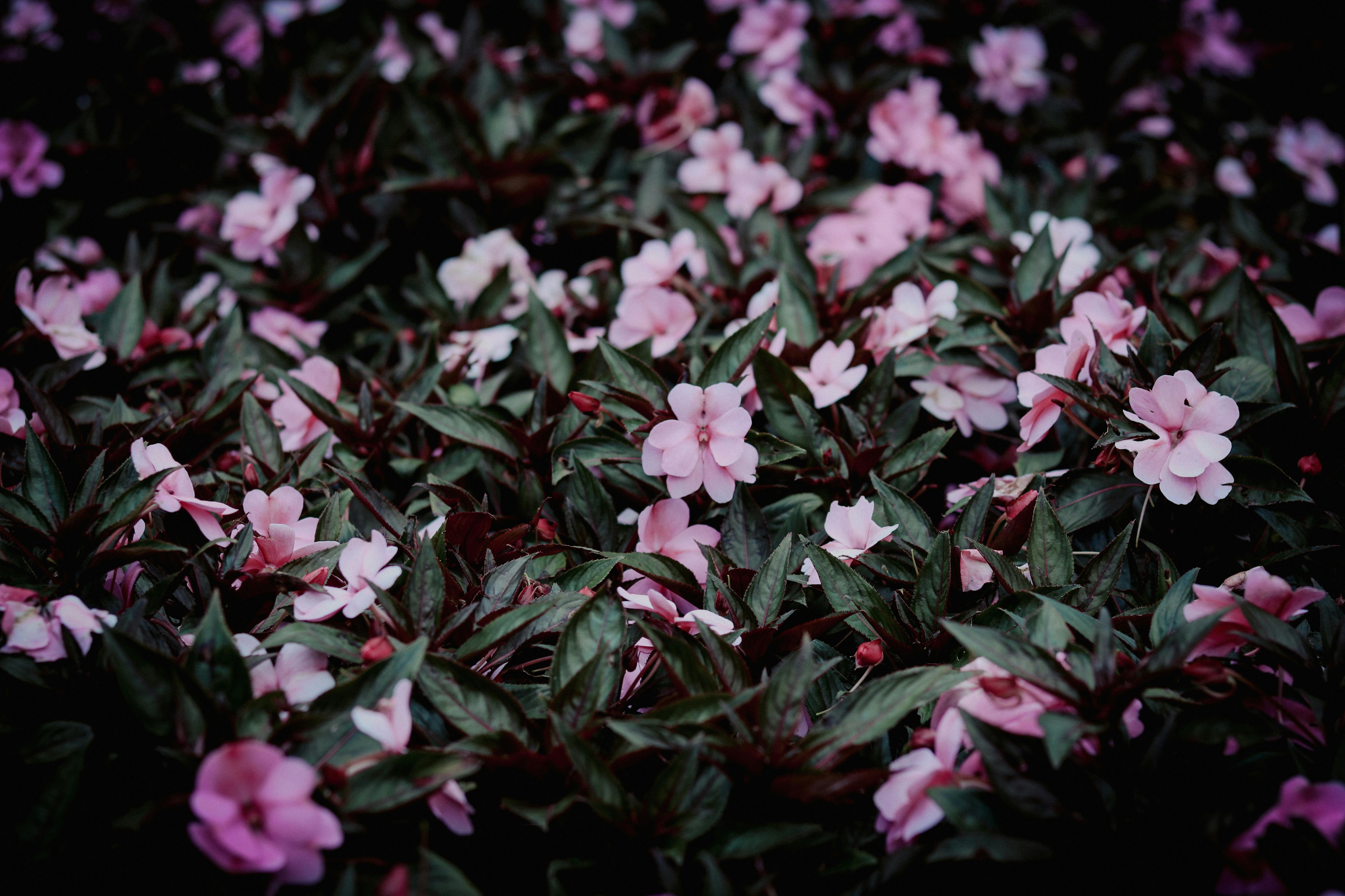 Gardening Pros Explain Why Your Begonias Aren’t Blooming—And the Secret to More Flowers — Photo by Loifotos on Pexels