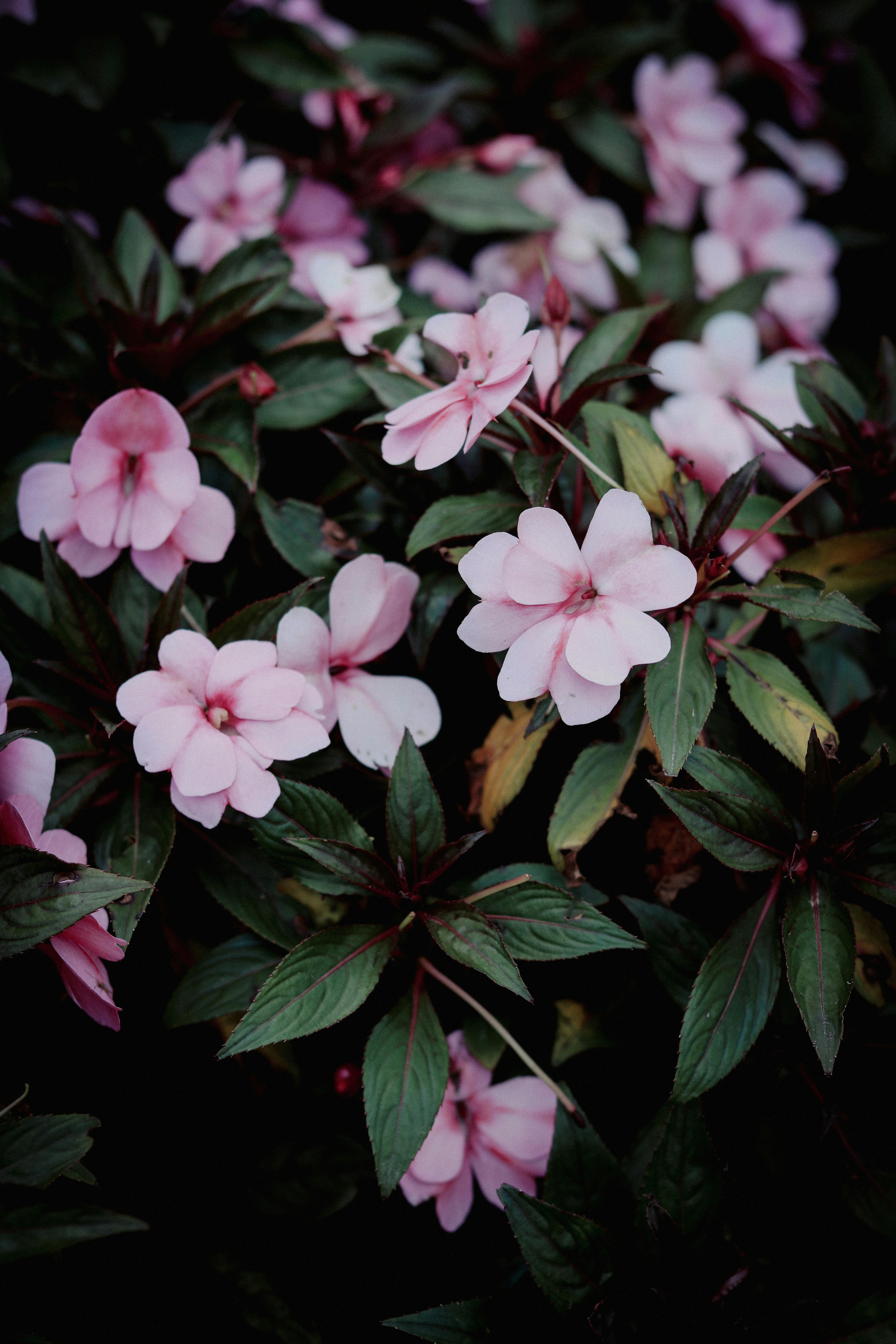 [ColoSach]-close-up-image-of-pink-impatiens-flowers-with-dark-green-leaves.
