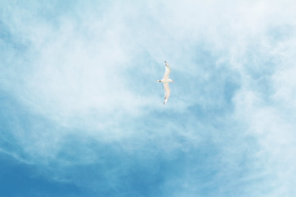 Kostenloses Stock Foto zu atmosphäre, bewölkter himmel, fliegen