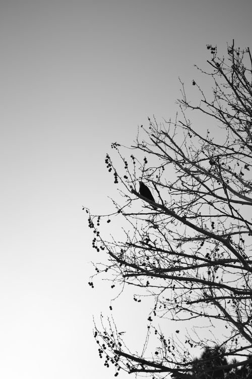 Free Monochrome image of a bird perched on a tree branch, with a stark contrast against the sky. Stock Photo