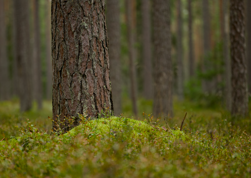 Tranquil forest scene with a pine tree trunk surrounded by lush moss on the forest floor.