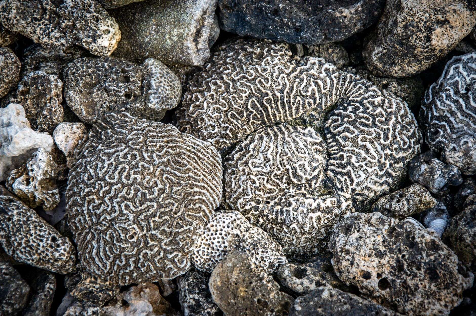 Detailed close-up image of weathered brain corals with intricate patterns on a rocky beach.