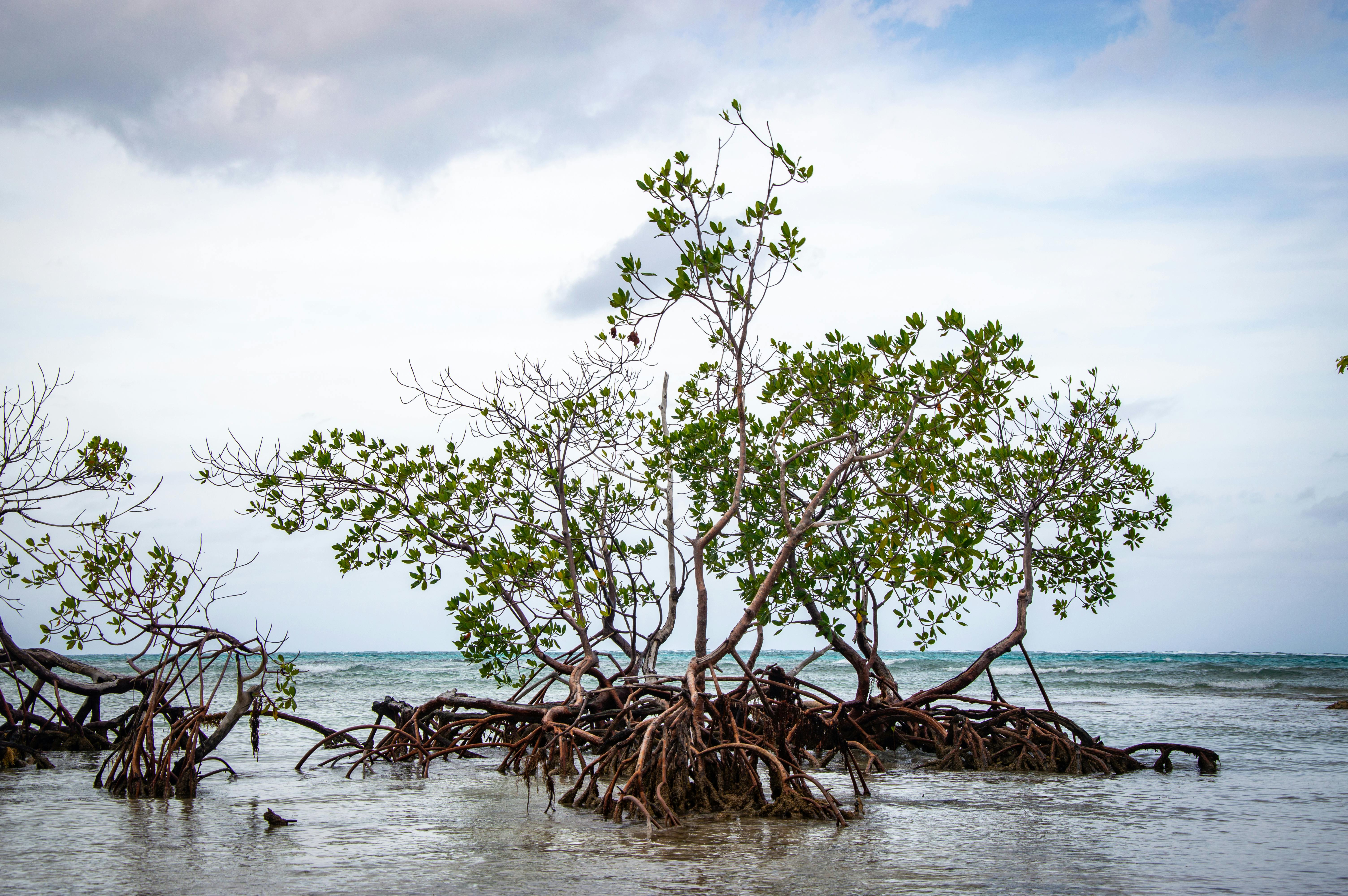 climate resilience, sea level rise, drought mitigation, ecosystem restoration, climate policy, Climate adaptation — Photo by 
