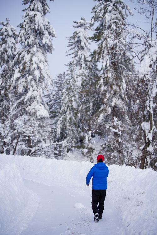 Free Person walking in snow-covered forest in Jammu and Kashmir during winter. Stock Photo