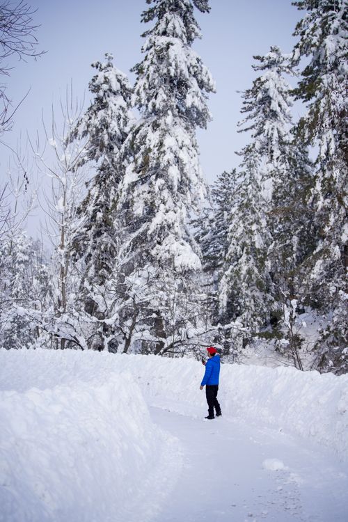 Free Person walking on a snowy path surrounded by snow-laden trees in Jammu and Kashmir. Stock Photo