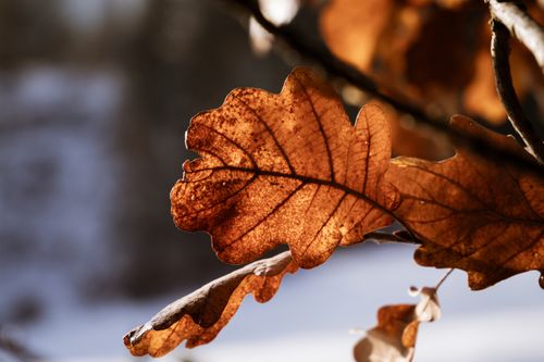 Free Warm sunlight illuminates an autumn oak leaf showcasing its intricate texture and rich color. Stock Photo