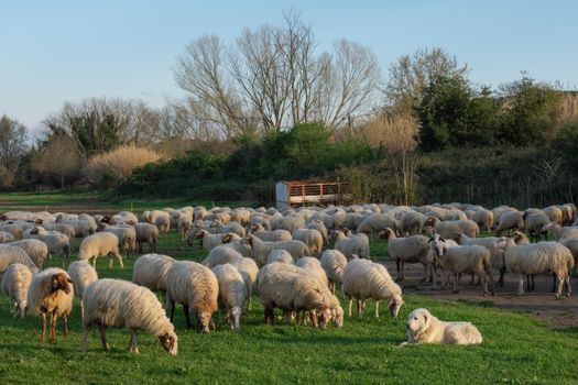 A flock of sheep grazing on a green pasture.