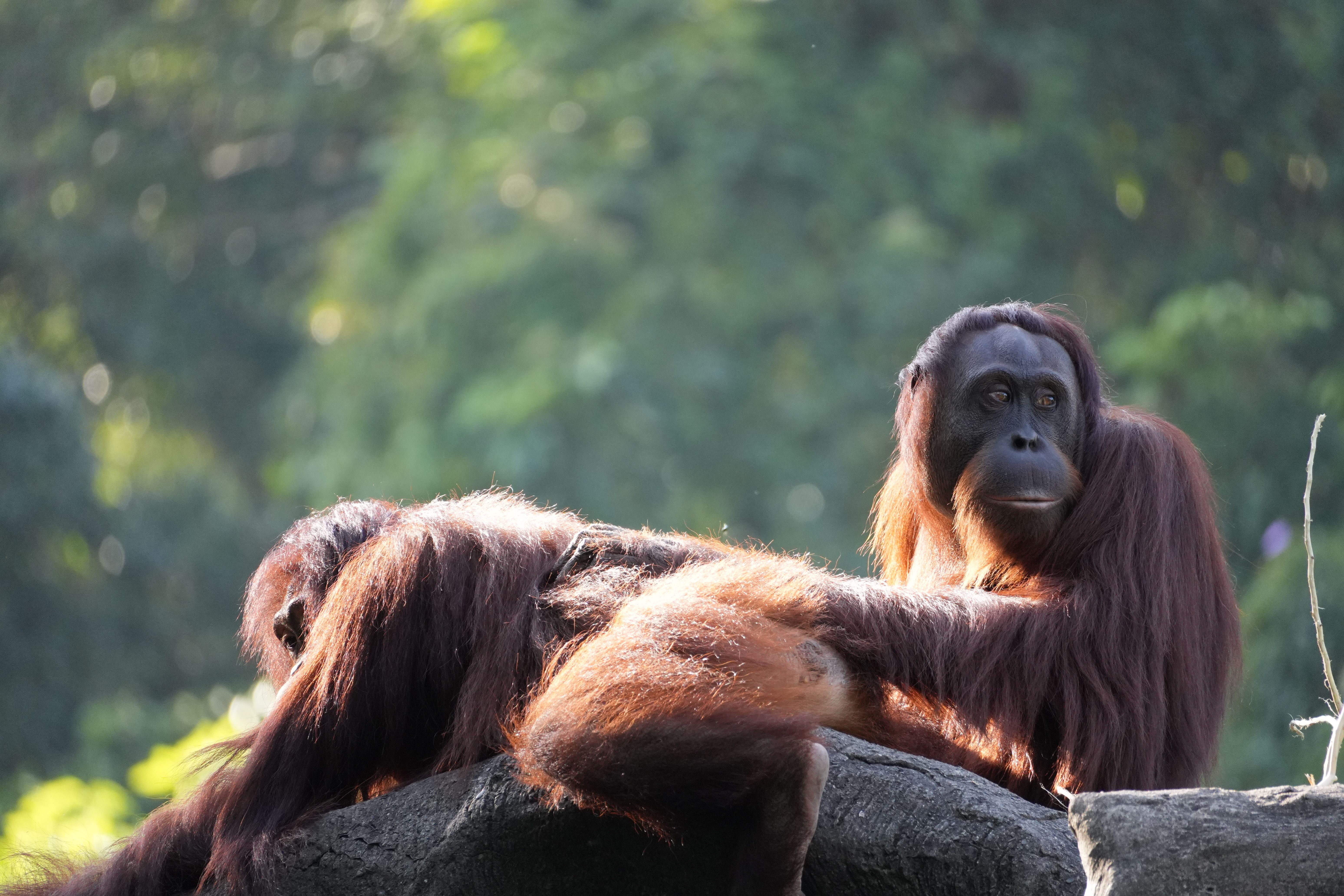 trekking melihat orangutan di Bukit Lawang