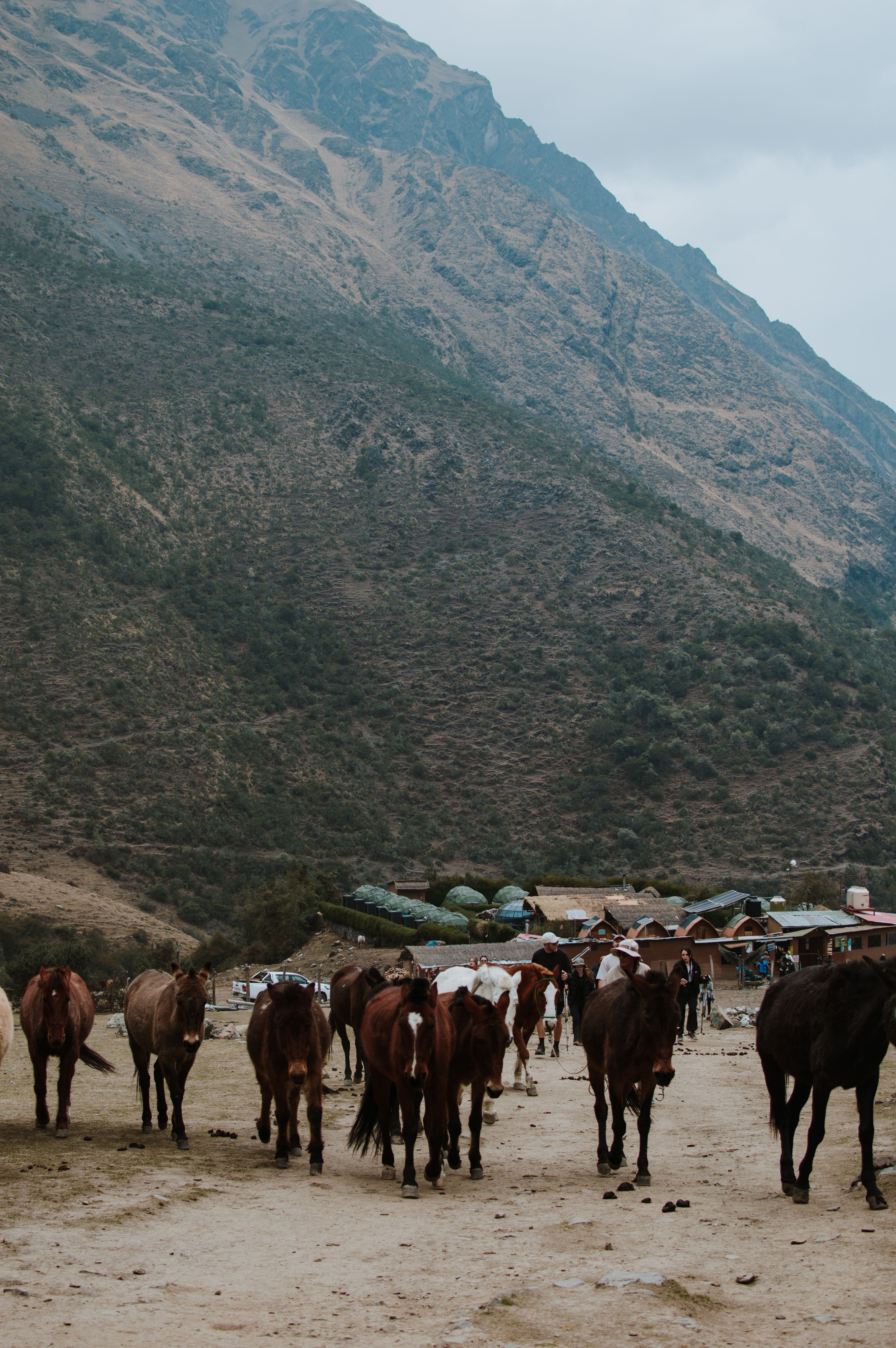 Horses in the Andean Mountains of Cuzco, Peru · Free Stock Photo
