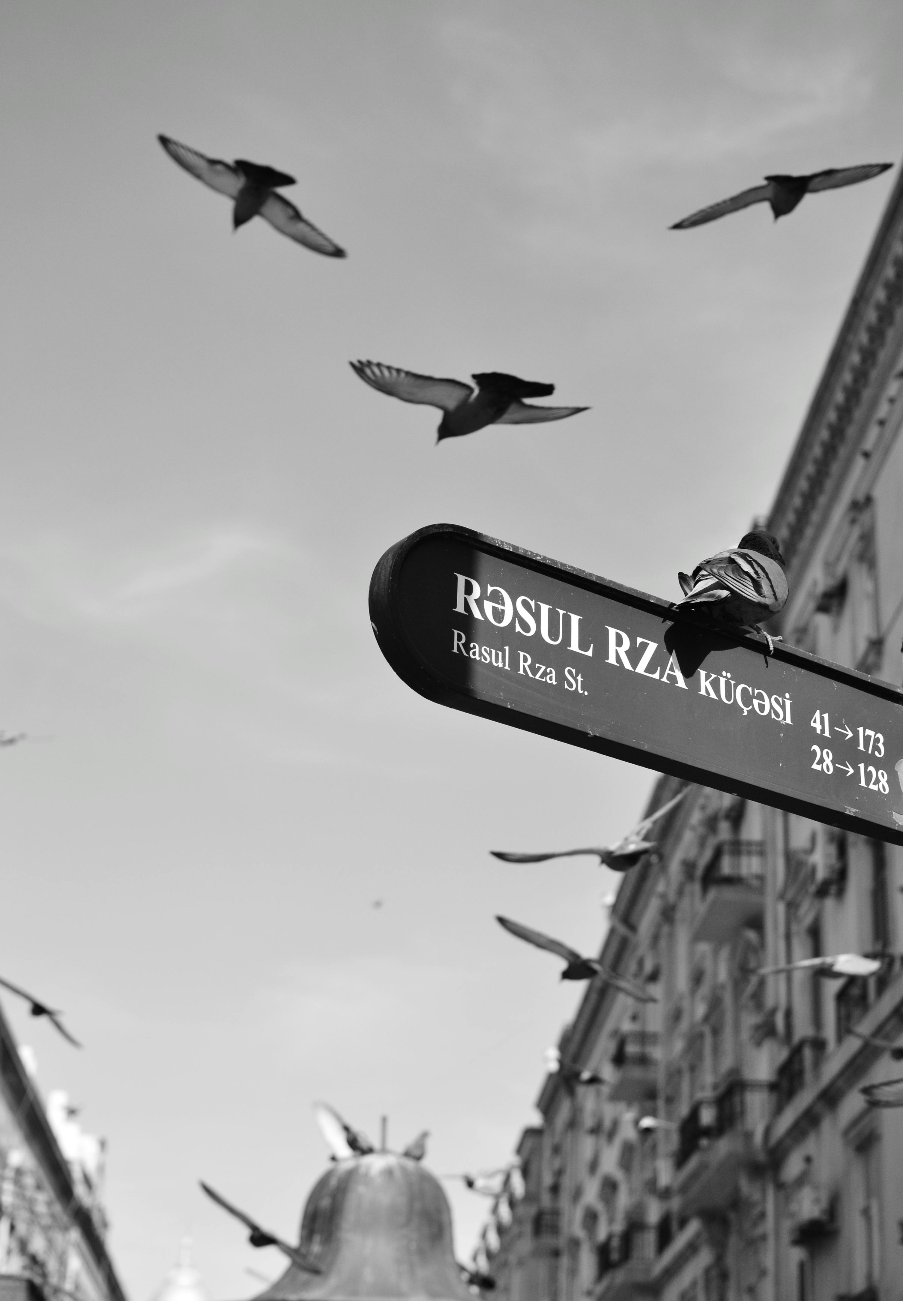 Black-and-white view of birds flying near Rasul Rza Street sign with classic architecture.