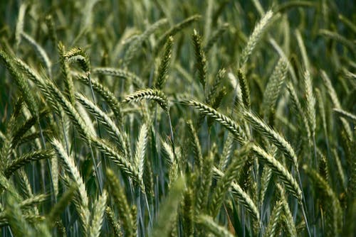 Selective Focus Photography of Green Wheat
