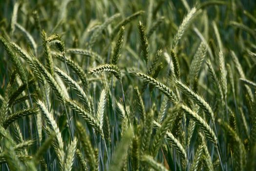 Vibrant close-up shot of wheat plants swaying in a summer field, highlighting agricultural beauty.