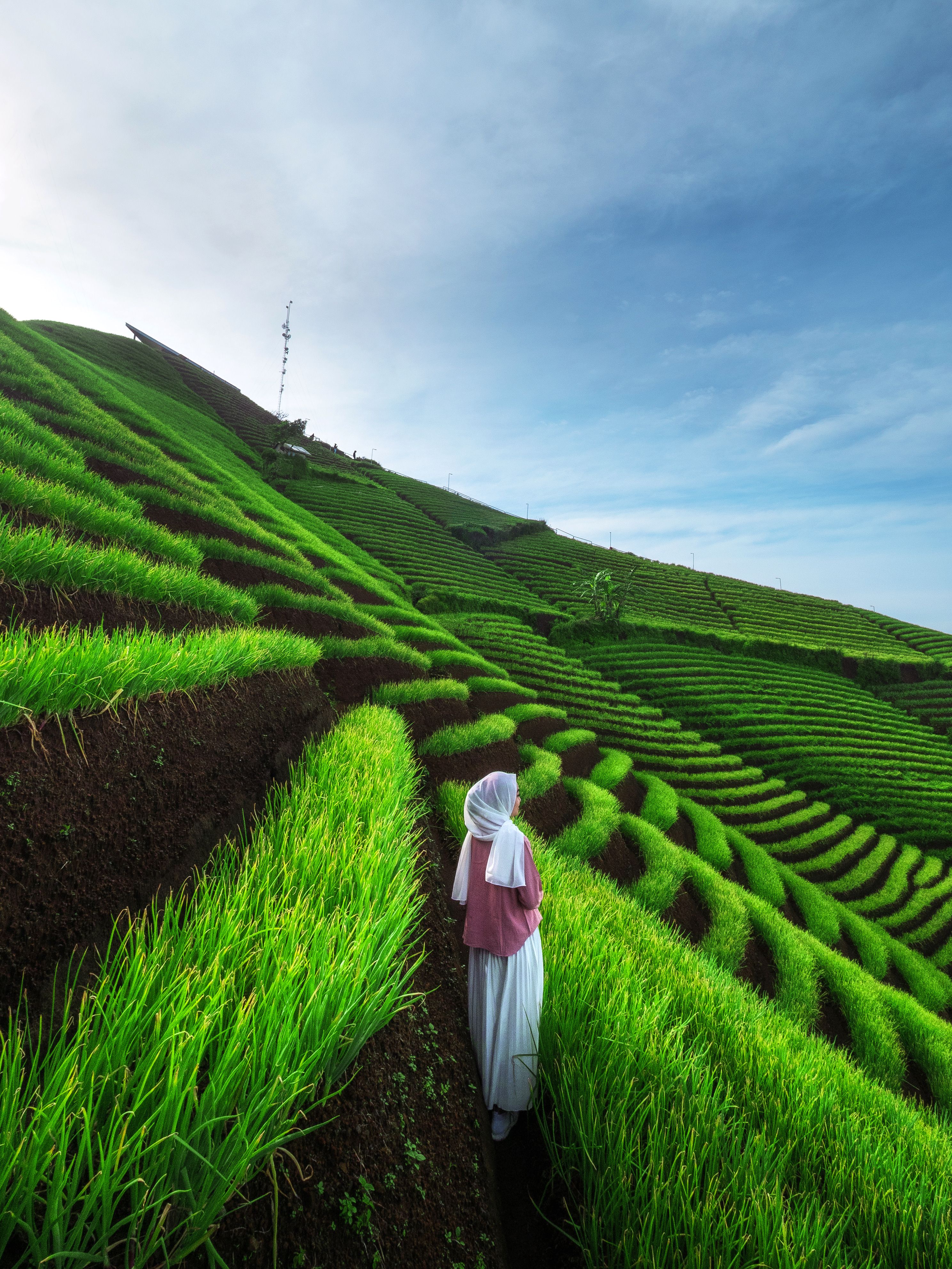 Breathtaking Terraced Rice Fields in West Java