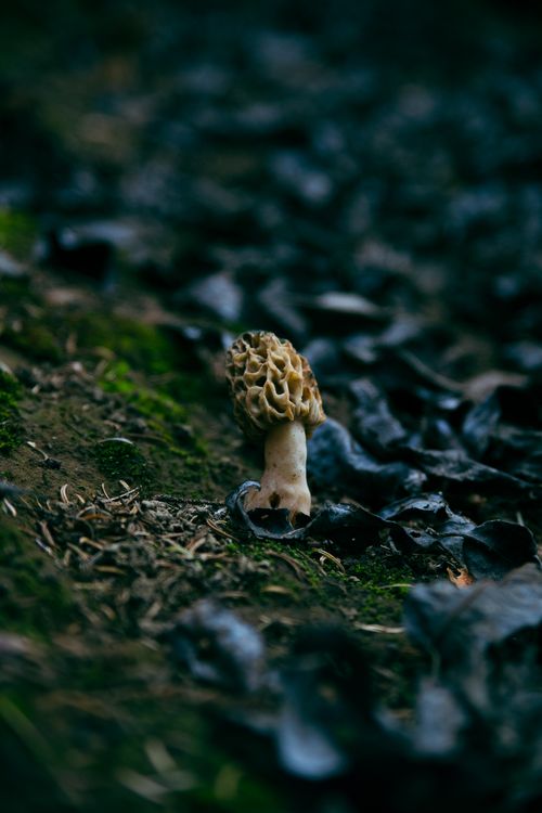 A morel on a forest floor
