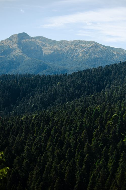 Free Panoramic view of a dense evergreen forest with a mountain backdrop in Ciudad de México, México. Stock Photo