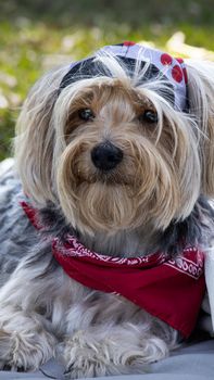 dog photo