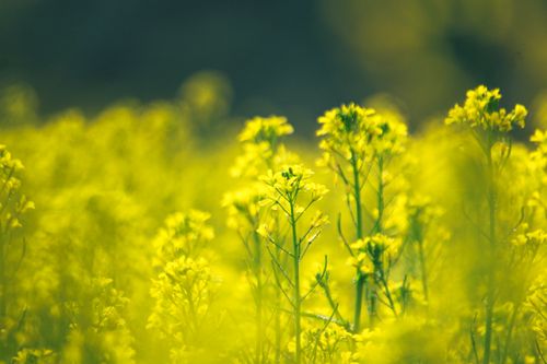 Free A beautiful close-up of a vibrant mustard field in full bloom under clear skies. Stock Photo