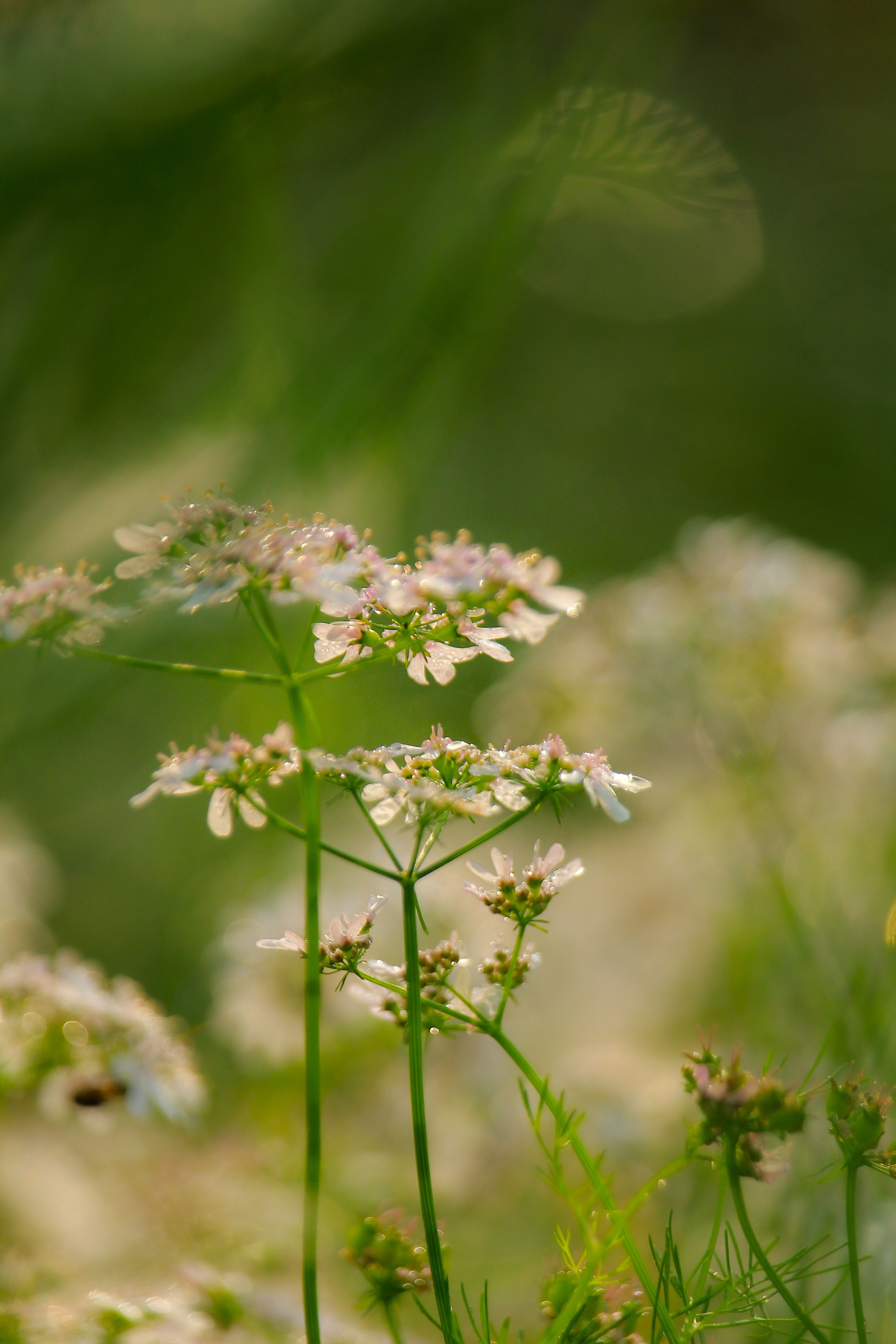 Close-up of Delicate White Wildflowers in Bloom · Free Stock Photo