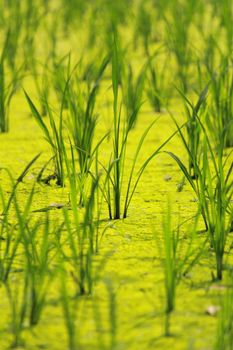 young rice seedlings paddy field
