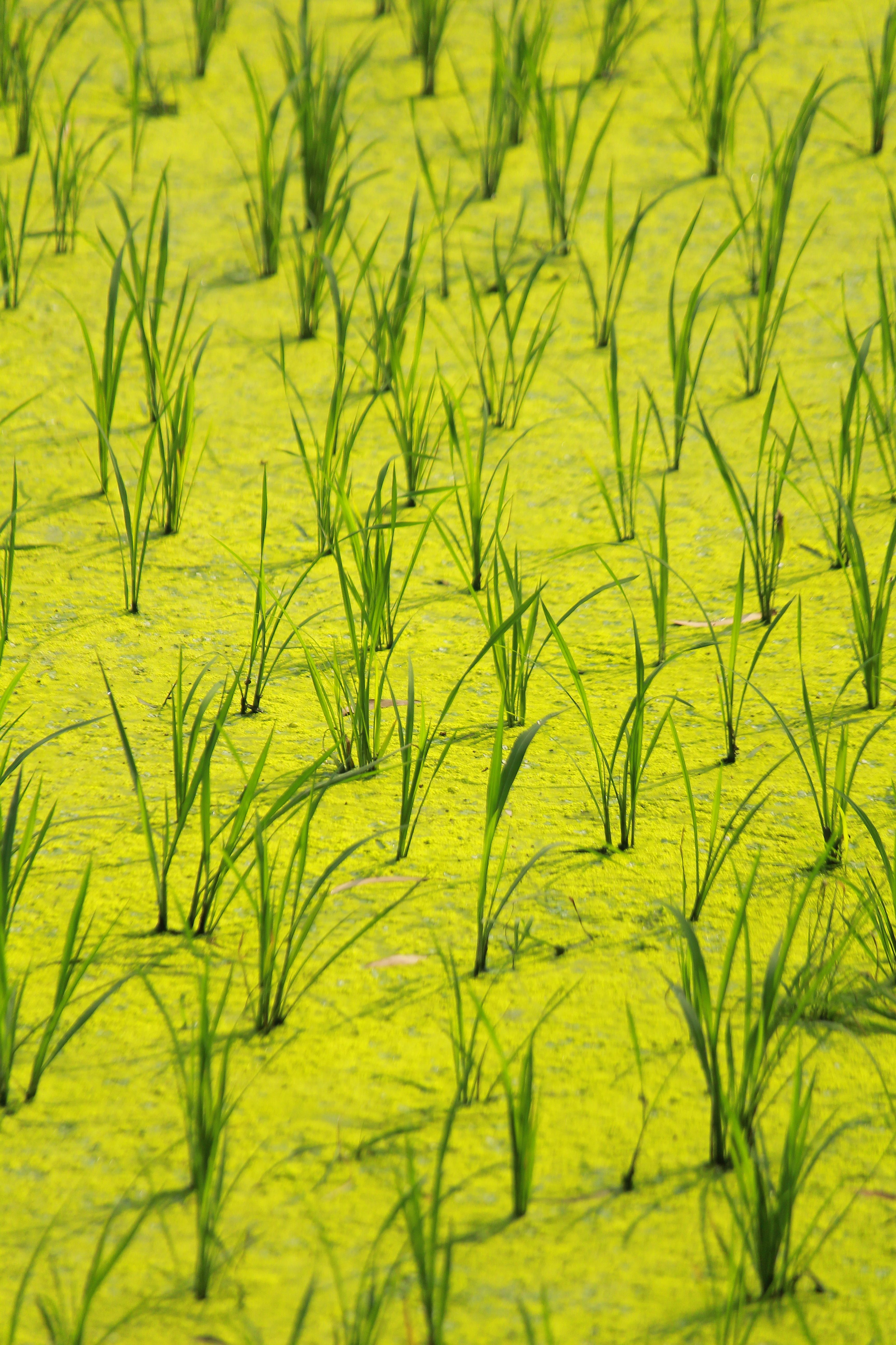 Lush Green Rice Paddy Field Close-Up · Free Stock Photo