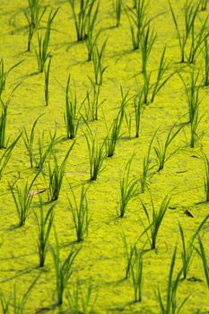 young rice seedlings paddy field