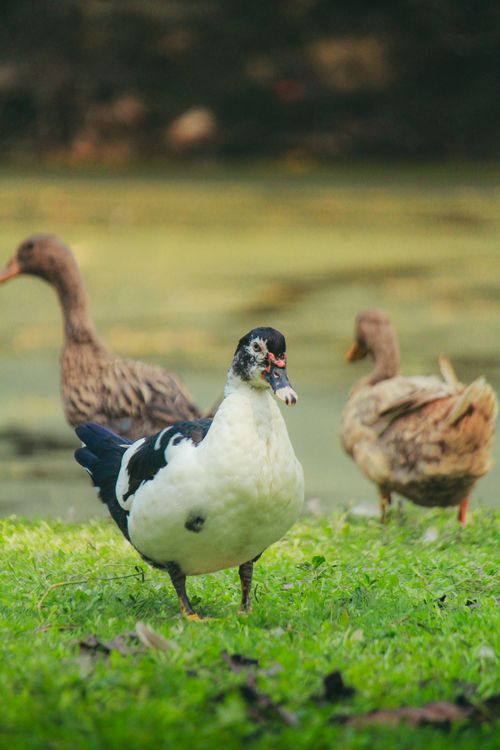 Free Muscovy duck and two companion ducks on grass near a pond in daylight. Stock Photo