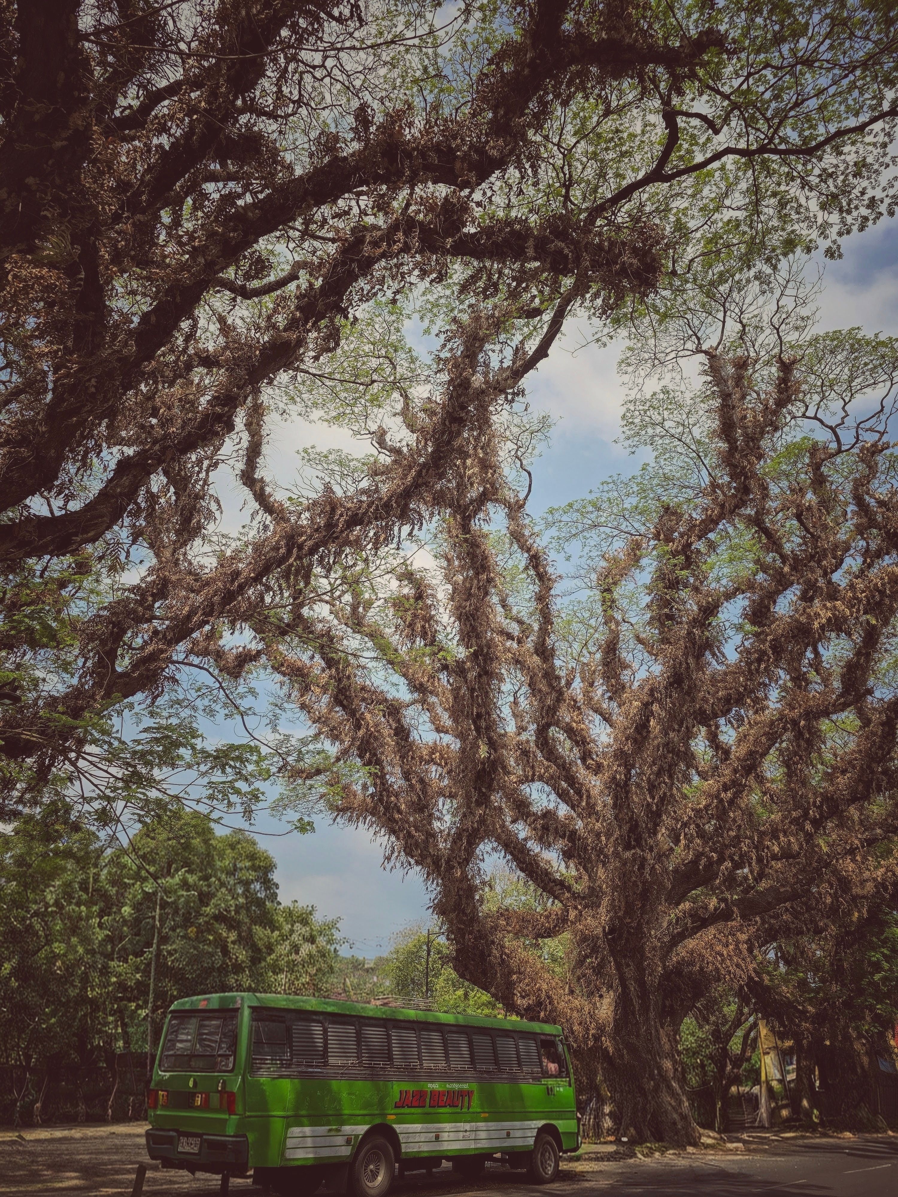Scenic Green Bus Under Majestic Trees · Free Stock Photo