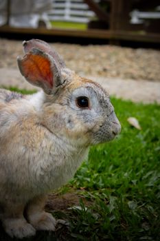 rabbit photo