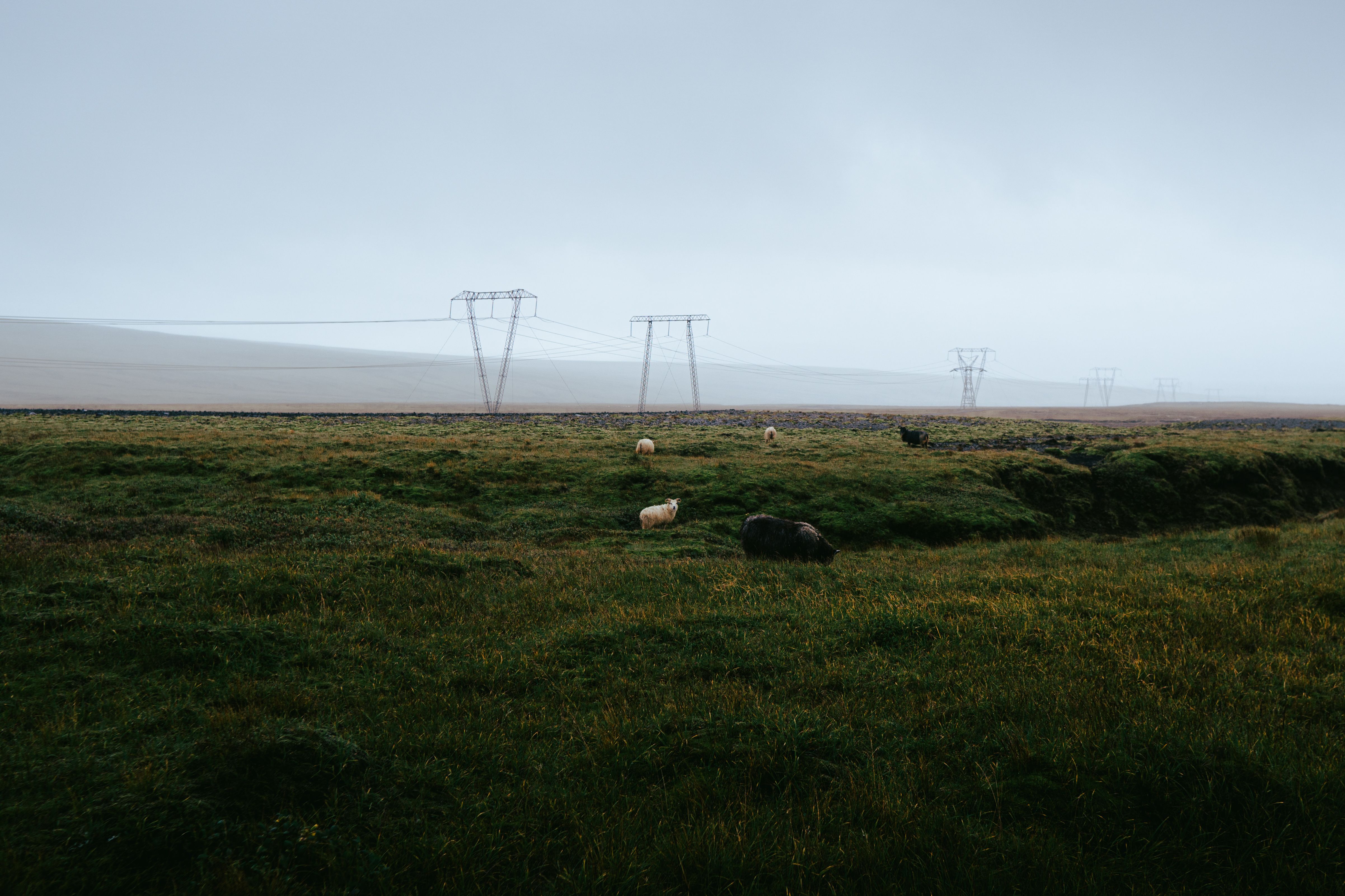 Captivating rural scene of Icelandic sheep grazing beneath power lines in a misty landscape.