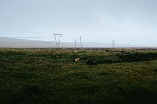 Captivating rural scene of Icelandic sheep grazing beneath power lines in a misty landscape.