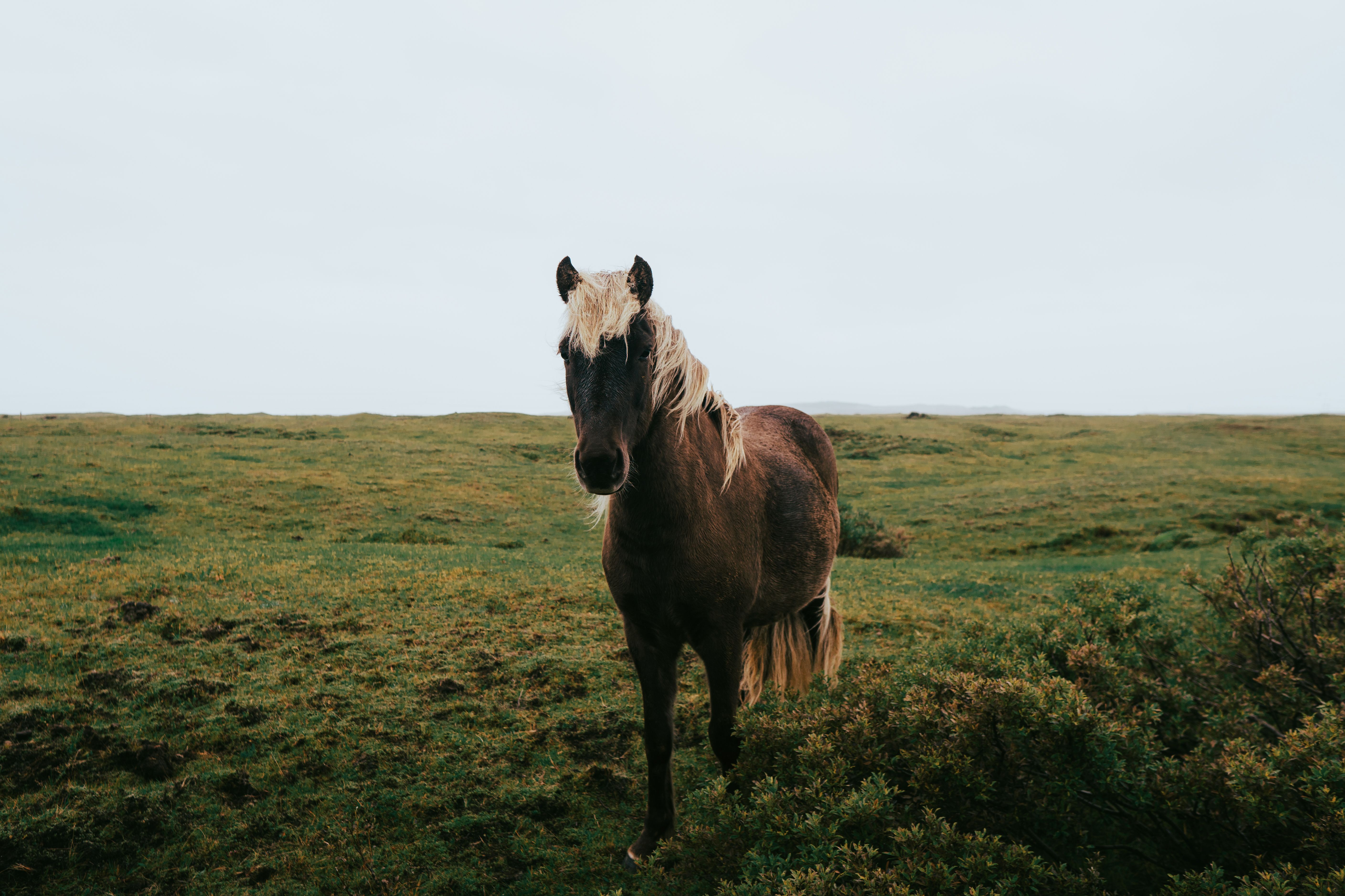 Icelandic horse standing in a green field in Skeiða- og Gnúpverjahreppur, Iceland.