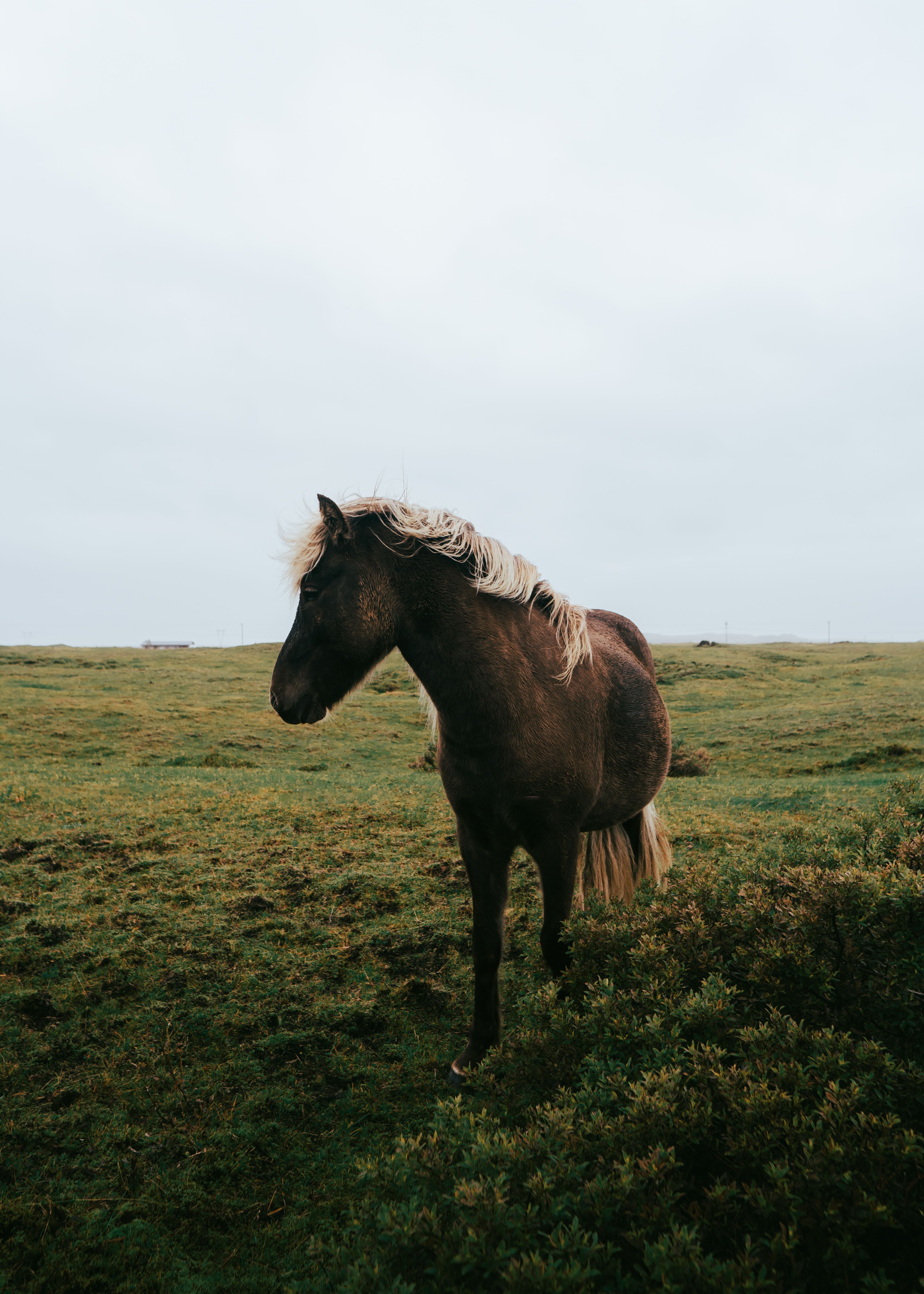 Beautiful Icelandic horse in the scenic fields of Skeiða- og Gnúpverjahreppur, Iceland.
