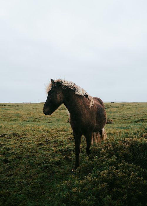 Free Beautiful Icelandic horse in the scenic fields of Skeiða- og Gnúpverjahreppur, Iceland. Stock Photo