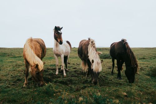 Free A scenic view of Icelandic horses grazing in the lush fields of Skeiða- og Gnúpverjahreppur, Iceland. Stock Photo