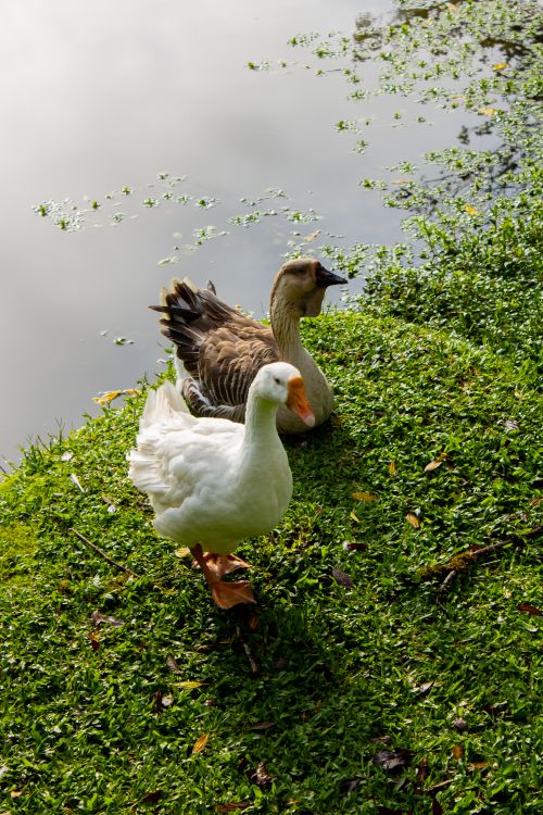 Free Two geese resting by a serene pond with lush greenery. Stock Photo