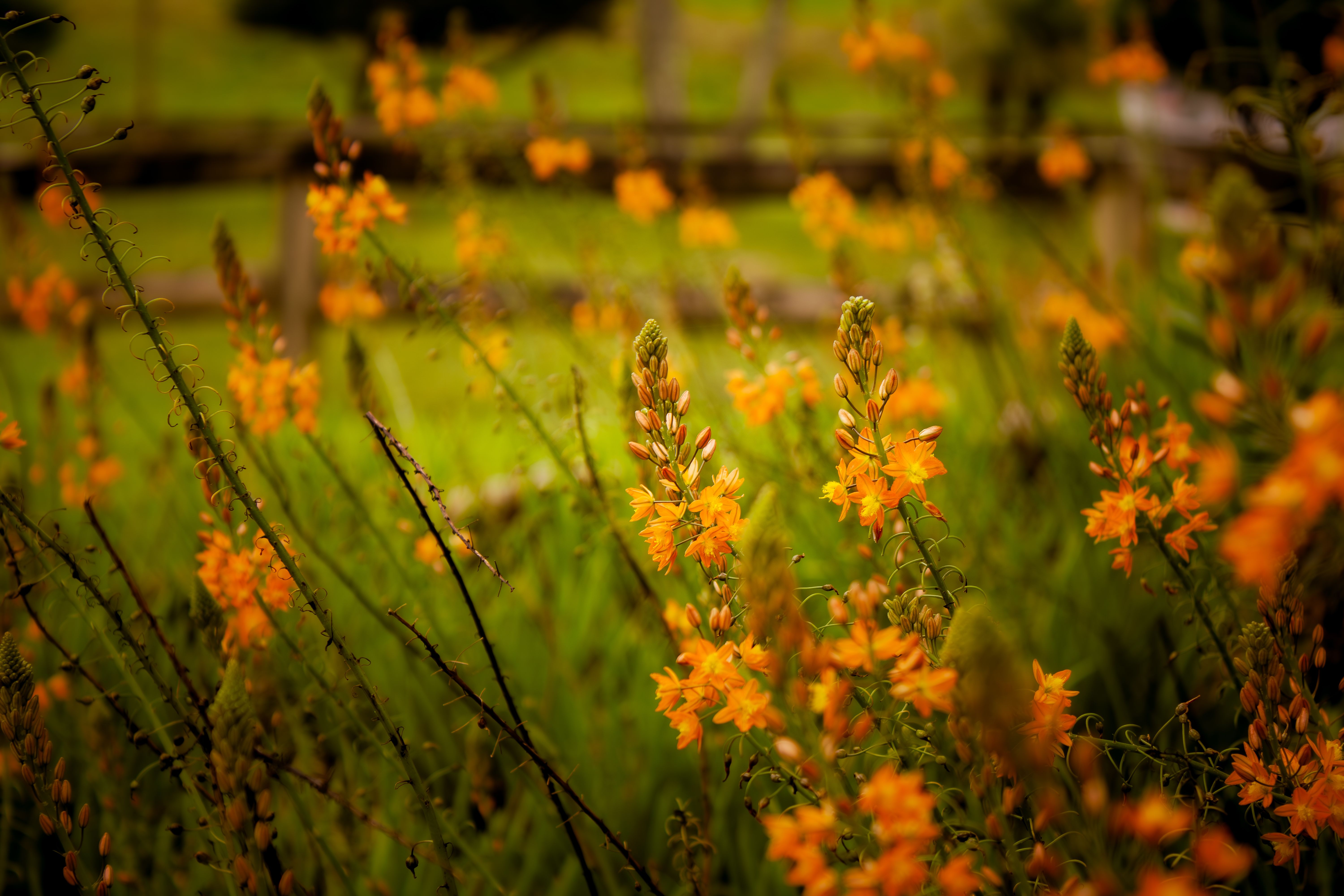 Vibrant Spring Wildflowers in Bloom · Free Stock Photo