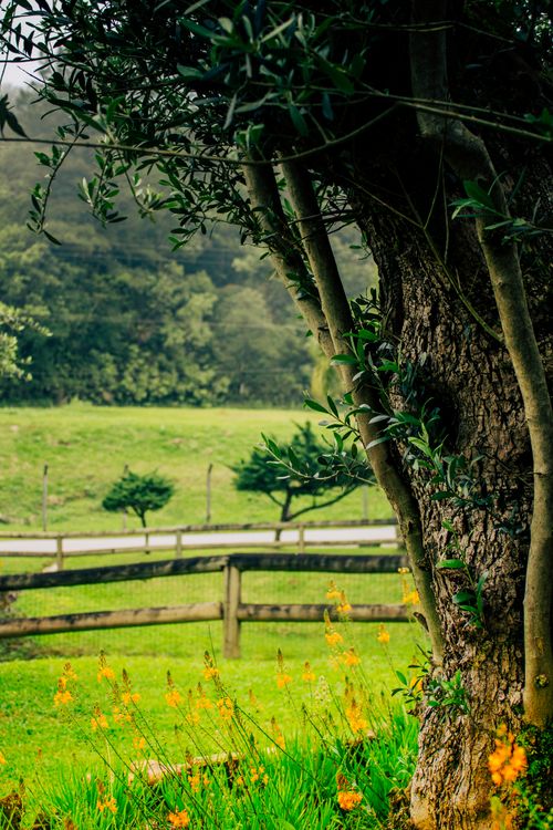 Free Peaceful rural landscape featuring tree, fence, and blooming flowers. Stock Photo