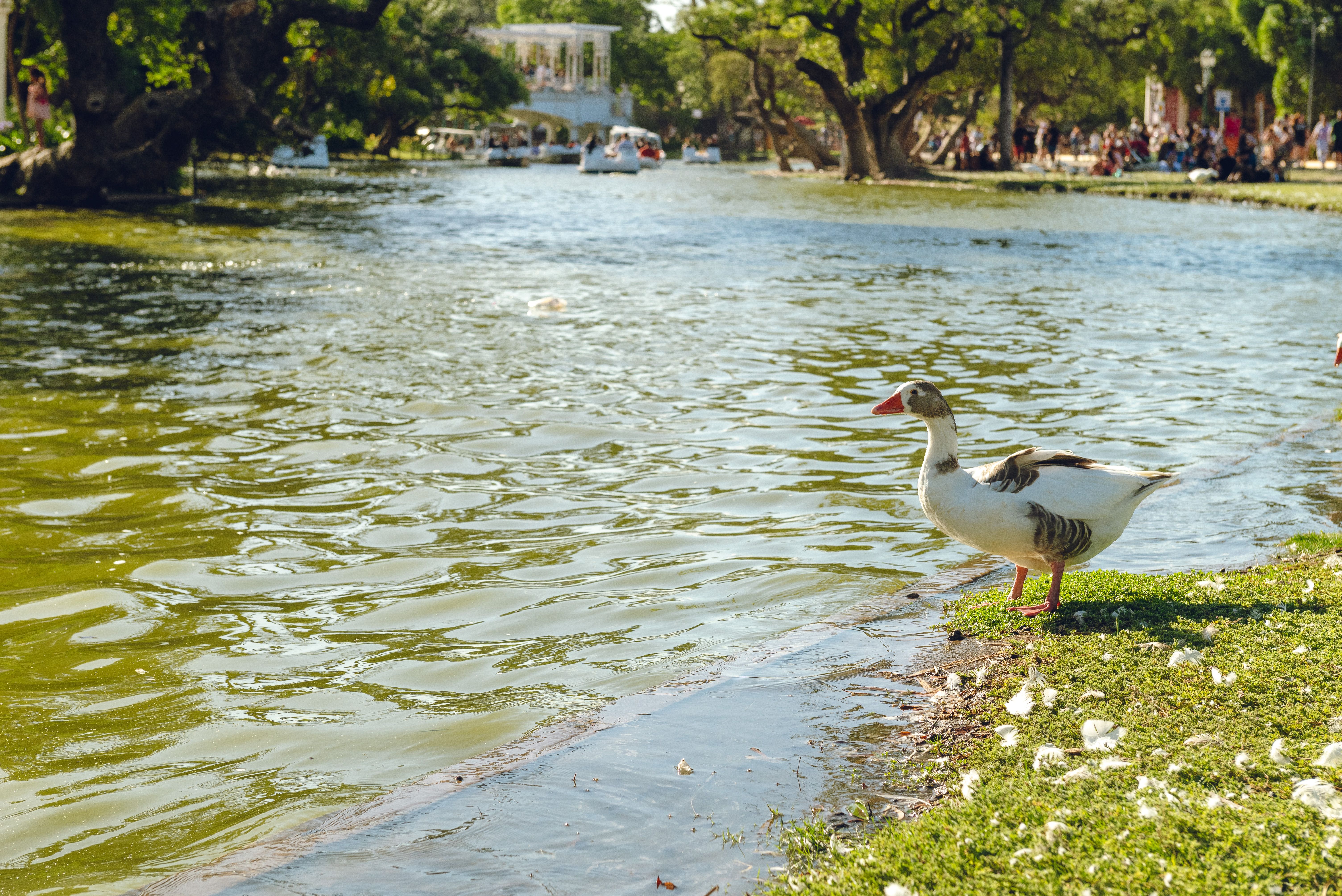 A duck standing by the lake in a sunny Buenos Aires park.